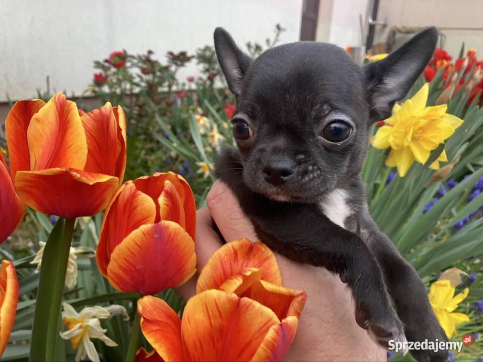 Chihuahua szczeniak