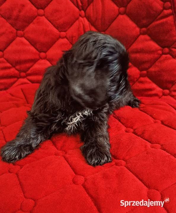 Szczeniaczki Shih tzu Łaziska