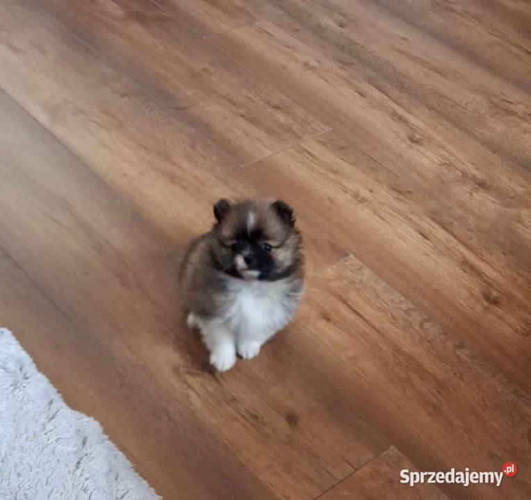 Szpic miniaturowy wielkopolskie Środa Wielkopolska