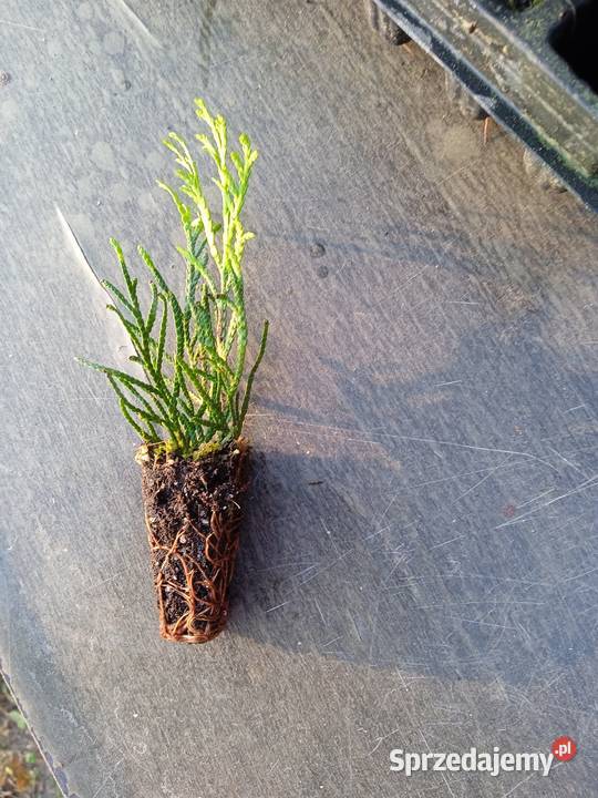 Tuja szmaragd multiplat Choszczów