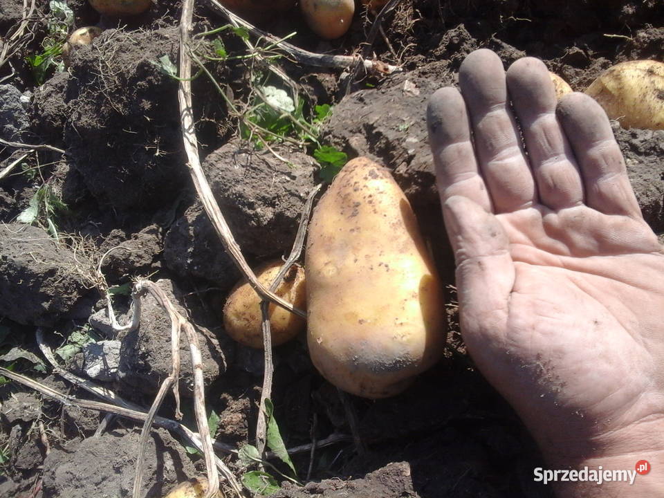 ziemniaki sadzeniaki Rośliny okopowe sprzedam