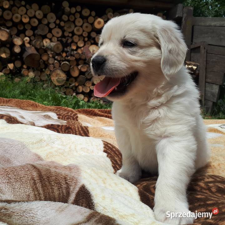 Golden Retriever sprzedam