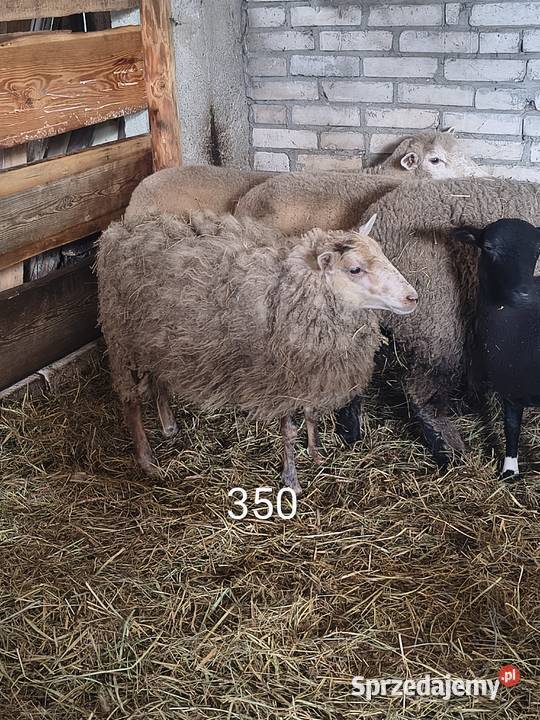 Owce 7 sztuk Tuczna