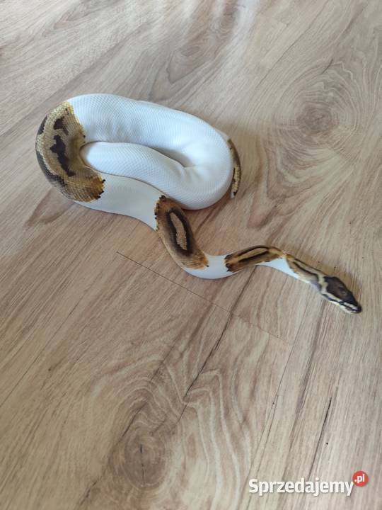 Pyton samiec Piebald Gady i płazy Pruszków