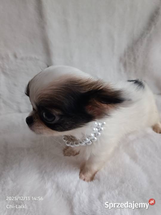 Chihuahua xxs chłopiec samiec dlugowlosy Inowrocław