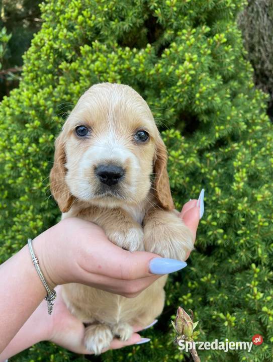 Pieski cocker spaniel suczki pieski Lipnica Mała sprzedam