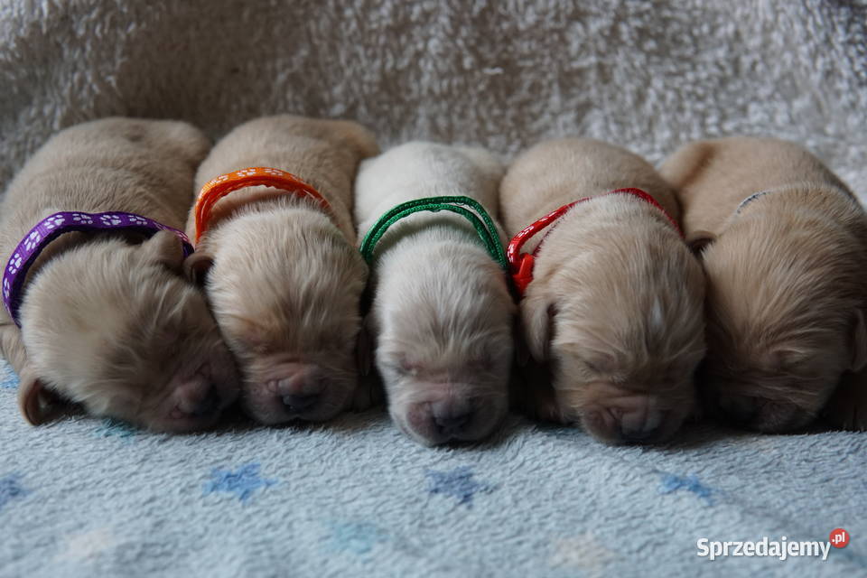 Szczeniak Golden Retriever Golden Retriever sprzedam