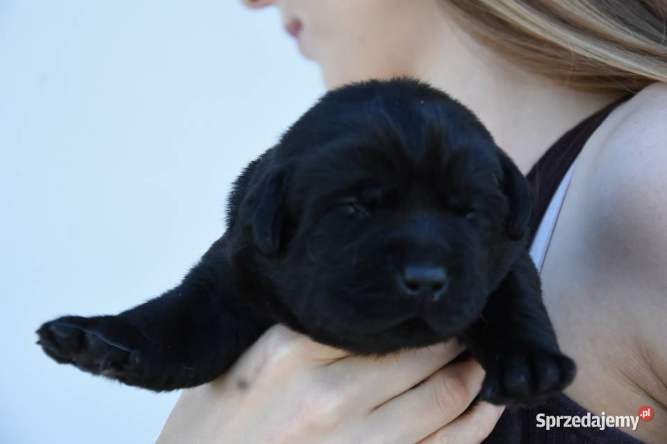 Labrador retriever FCIZKwP