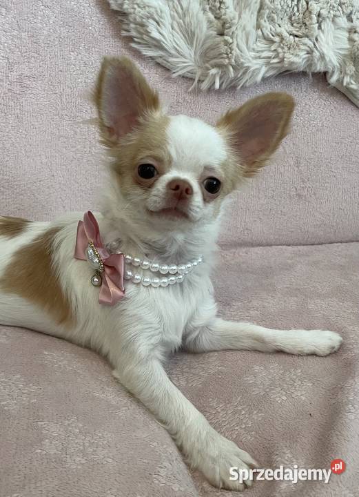 MALUTKA SUNIA Chihuahua długowłosa Trzebnica