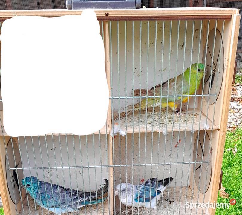 Świergotki zmienią woliere Ptaki Wadowice