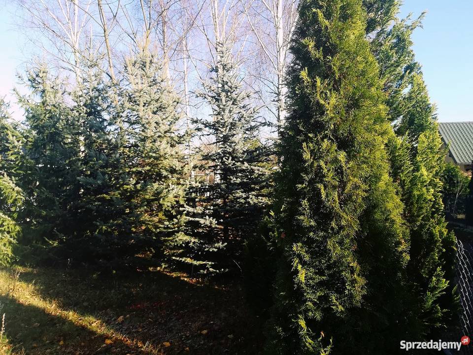 Działka 450m2 z domkiem ROD Rynia