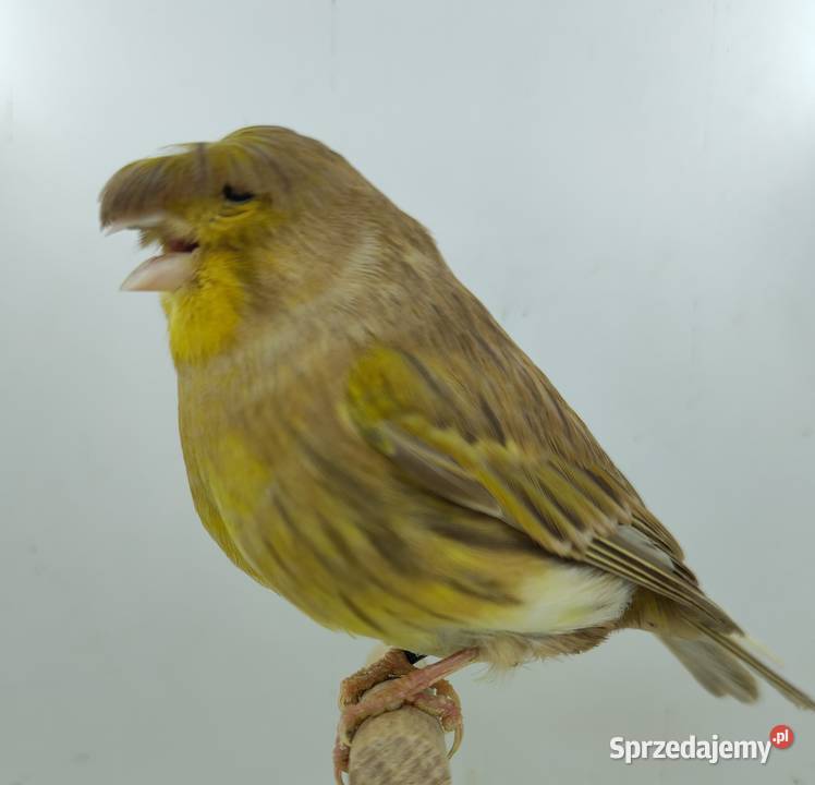 Kanarek kanarki glostery samce i samice Kępno