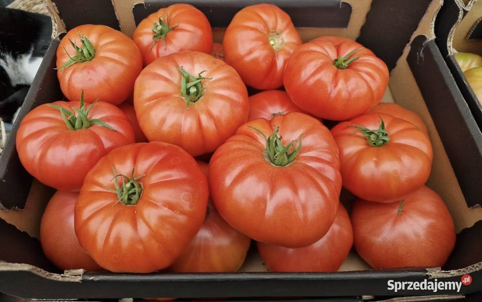 Pomidory bawole serca i na przeciery dolnośląskie