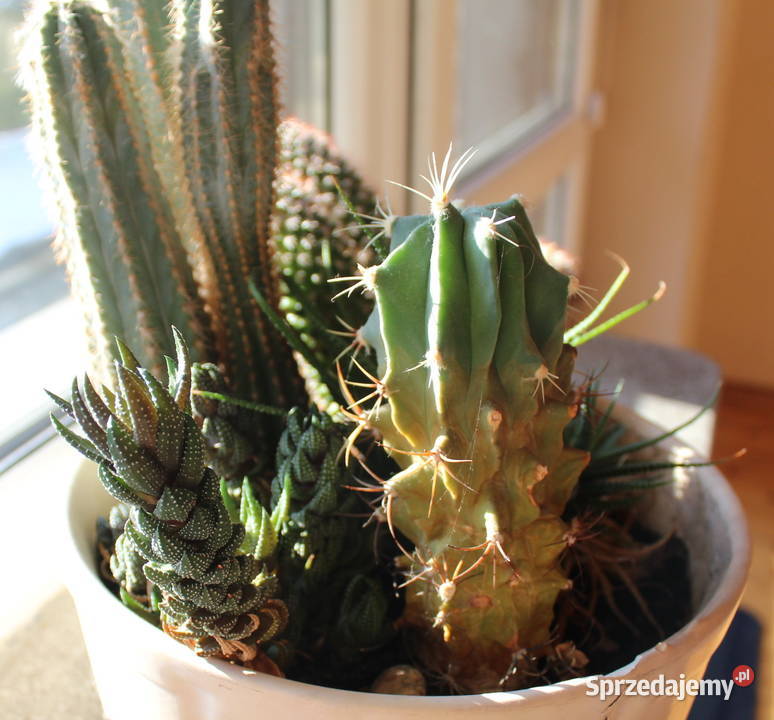 Sukulenty Kaktusy Żywe 5 Rodzajów 47 Kwiaty sprzedam