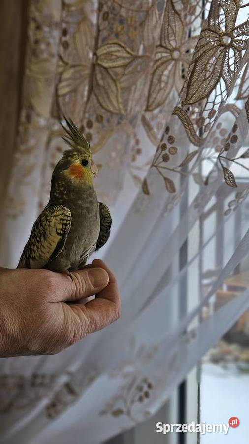 Papuga nimfa Ptaki Bydgoszcz sprzedam