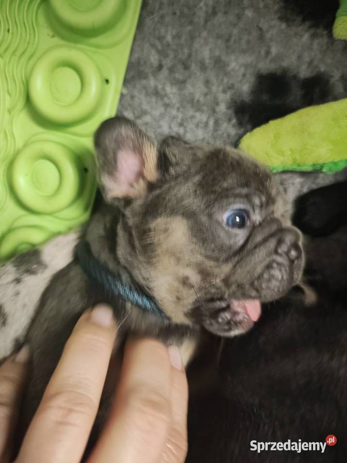 Cudowne maluszki buldog francuski VanDogs Staszów