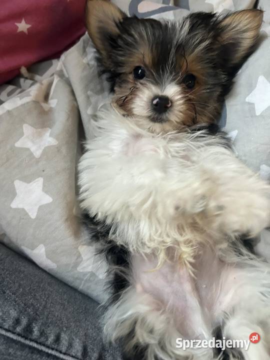 3 miesięczne pieseczki york miniaturka Warszawa