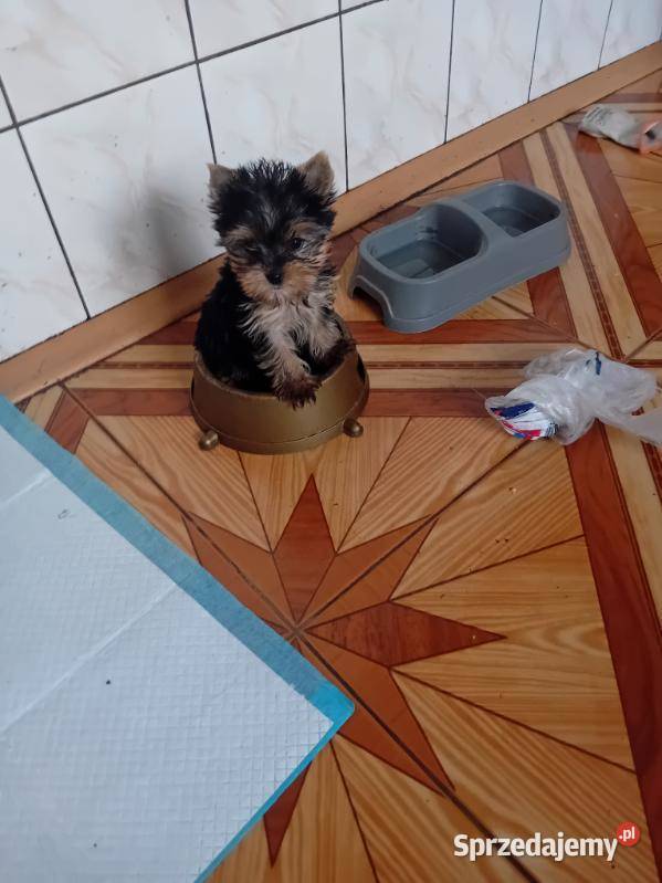 Sprzedam pieski yorki