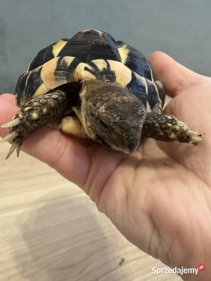 Żółw grecki lądowy Testudo Hermanni lubelskie Lublin