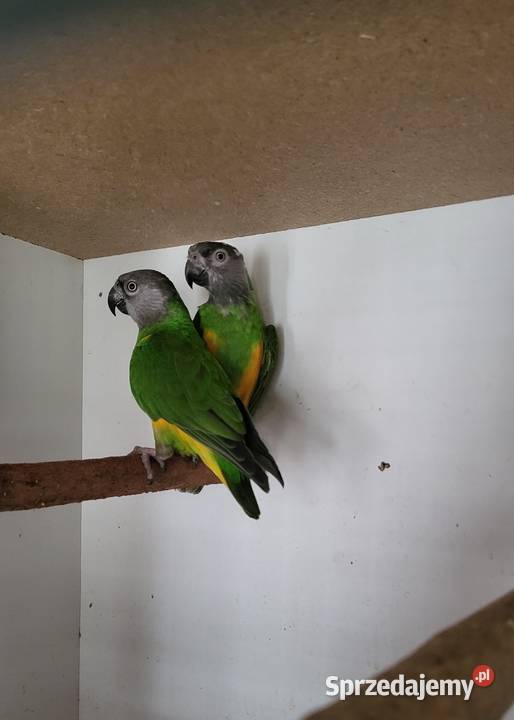 Senegalki para 19r Ptaki mazowieckie Sulbiny sprzedam