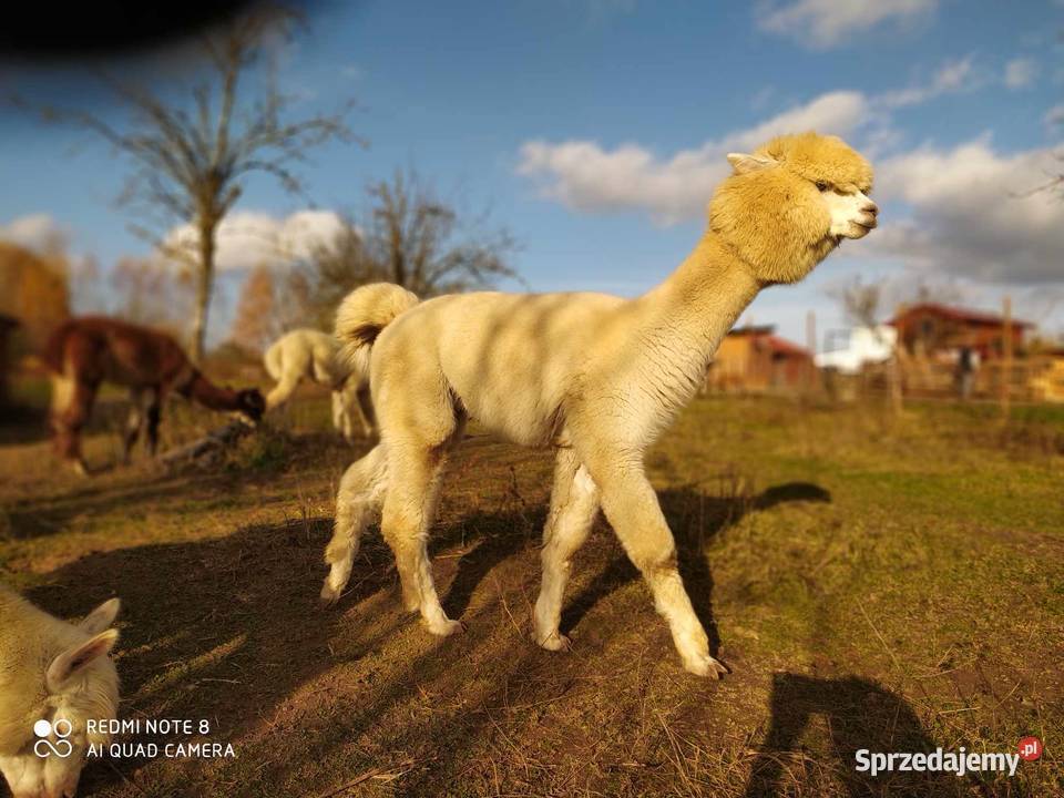 Alpaki samce socjalizowane agroturystyka Jankowo Gdańskie