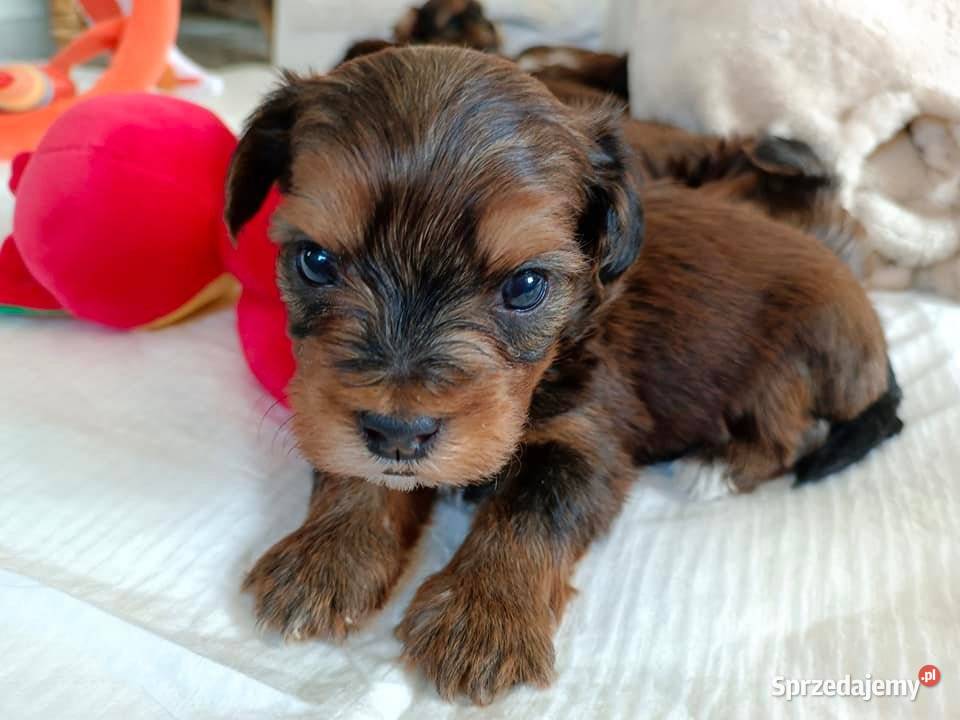Hawańczyk szczenięta śliczne wyjątkowe kolory Uniejów sprzedam