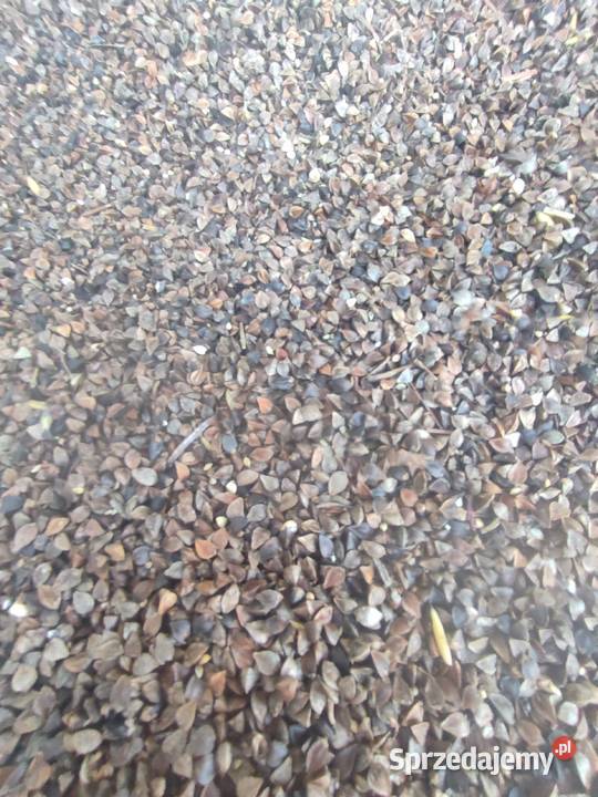 Sprzedam Strzelce Krajeńskie