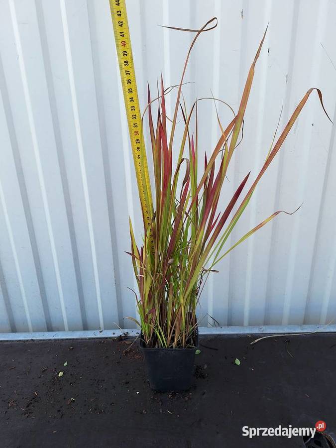 trawa ozdobna imperata Red Baron Skawina