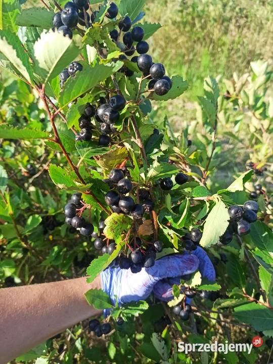 Aronia Owoce wysyłka Paczkamat kurier Zbiór