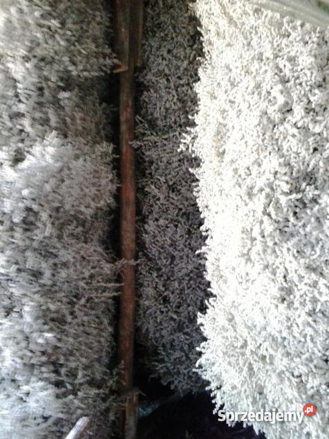 Zatrwian Tatarski Statycja KWIATY Pozostałe mazowieckie Chmielew