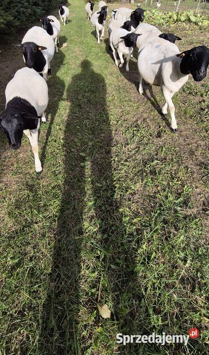 DORPER Baranki Owce tryk jarki Cekcyn