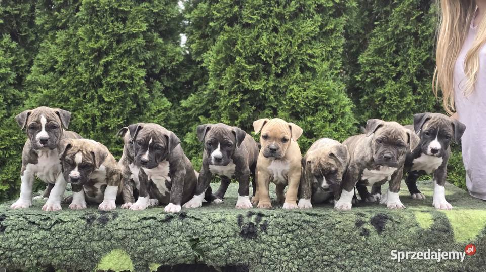 American staffordshire terrier Amstaff FCI Ostrołęka