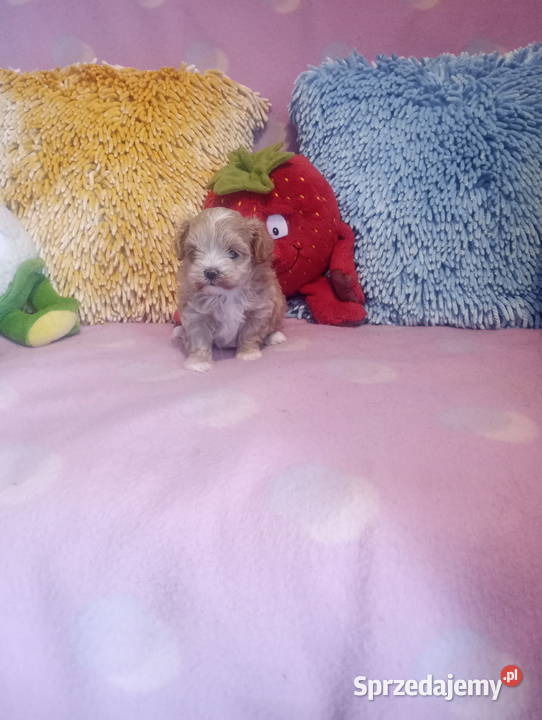 Maltipoo Pudel Maltańczyk mini suczka