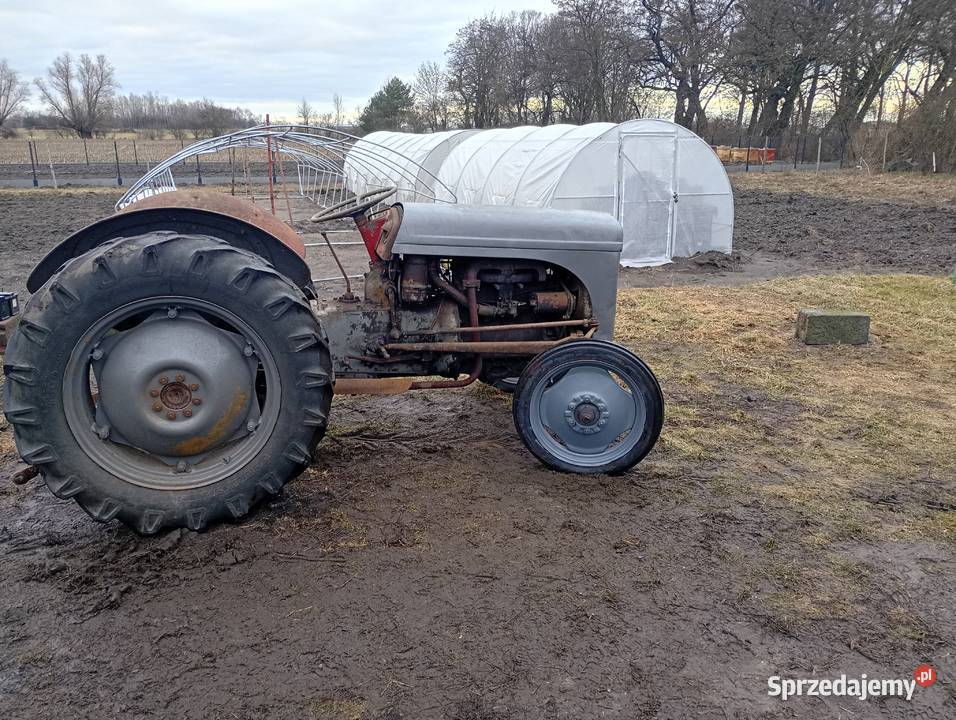 Sprzedam Fergusona TEA 20 w Gniezno