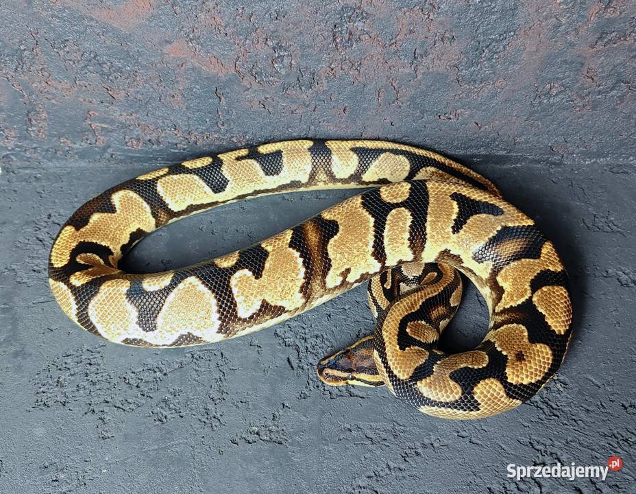 Pyton Królewski samiec Orange Dream Yellow Belly Gady i płazy mazowieckie Gadka