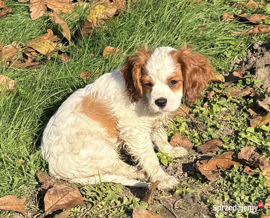 Cavalier King charles spaniel Mrocza sprzedam