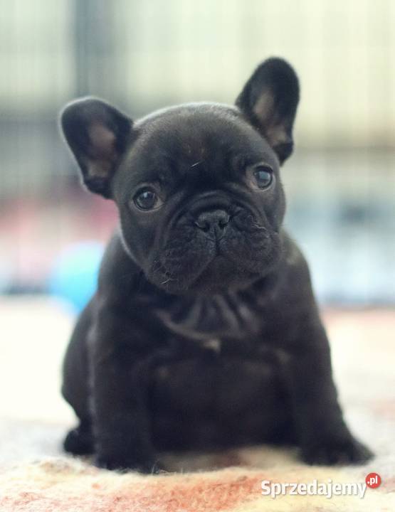 Buldog francuski suczka FCI ZKwP Świerklany