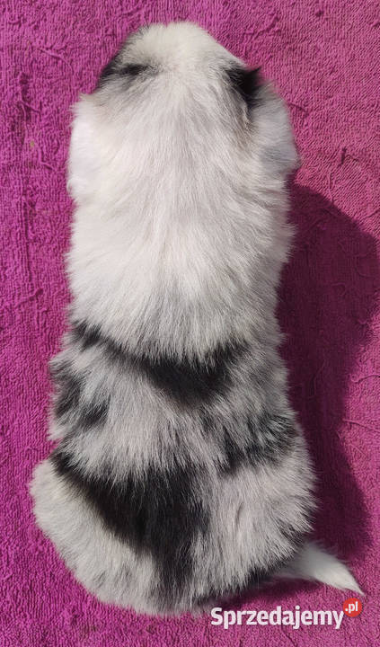 Cudowny Border Collie blue merle pies z hodowli podkarpackie Iwonicz