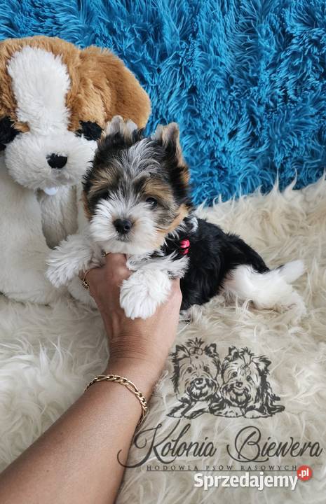 Yorkshire terrier piesek PASZPORT