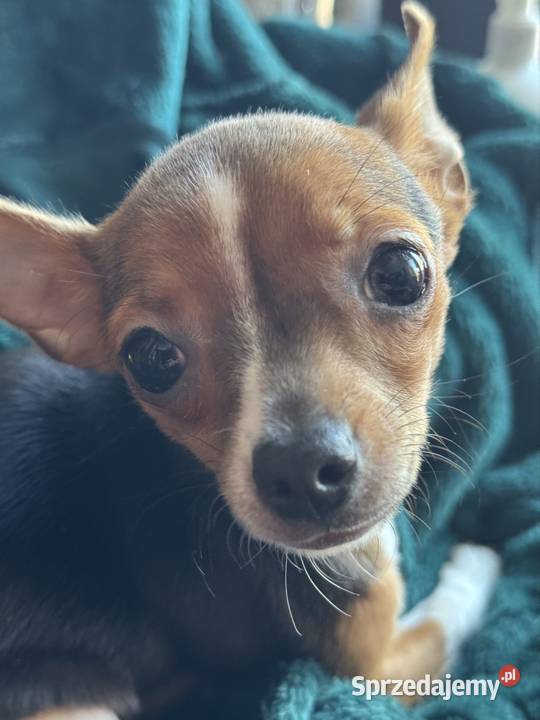Cudowna xxs Pinczerka mazowieckie sprzedam