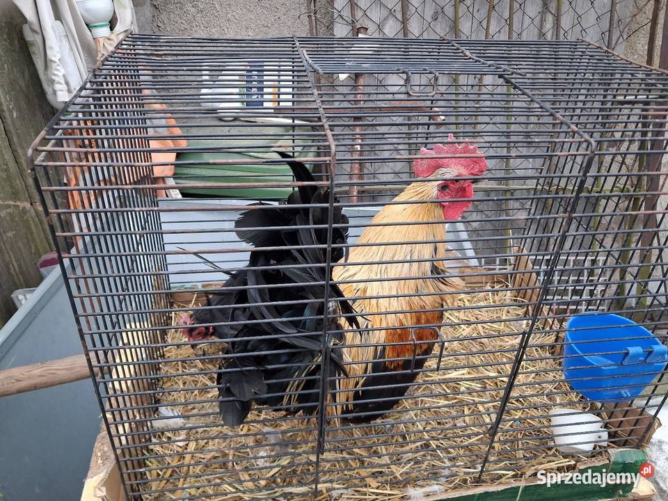 Kury silki Miękinia