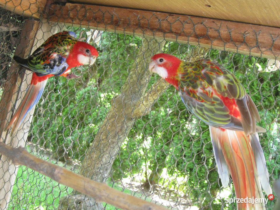 Papuga Rozella Białolica z 25 r wielkopolskie Luboń