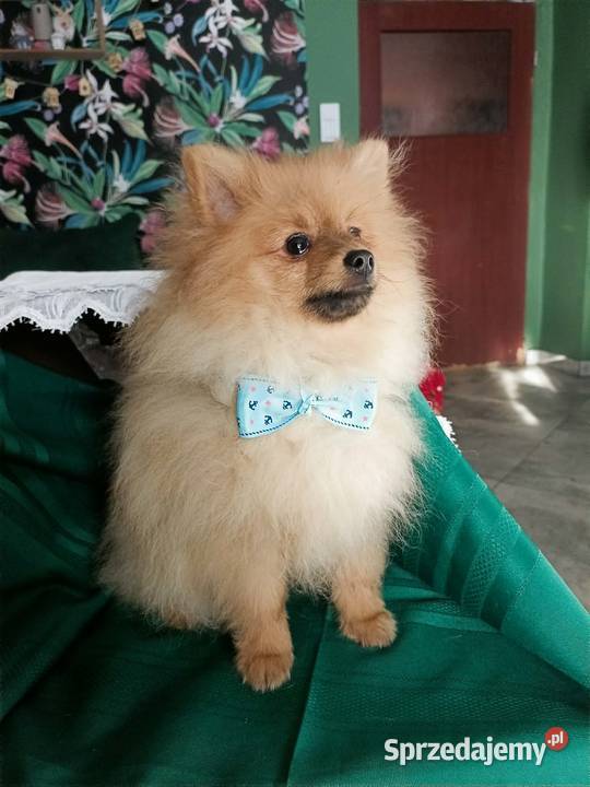 Piękny Mały Szpic Niemiecki doskonała budowa Krapkowice sprzedam