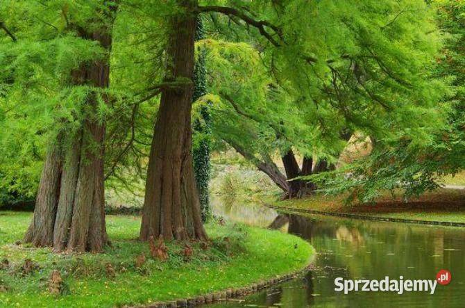 Metasekwoja chińska obwód 1416 wys 45 m z bryłą wielkopolskie
