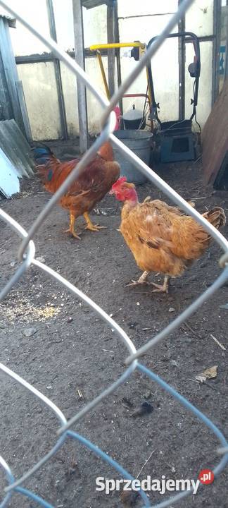 Sprzedam jaja lęgowe kur rasy gołoszyjka Sarnów