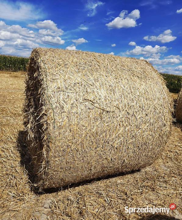 Słoma pszenna 2025 sprzedam