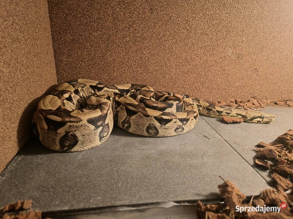 Boa Imperator Normal Gady i płazy Bydgoszcz