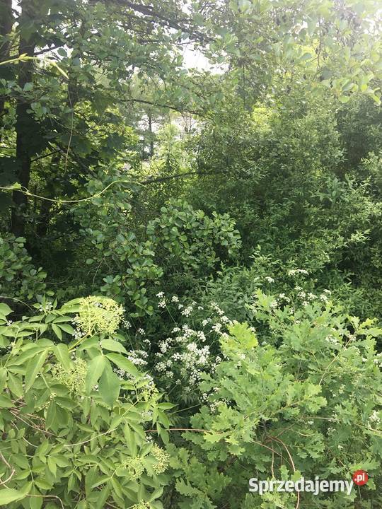 DZIAŁKA BEZPOŚREDNIO JEZIORZE TRUPEL