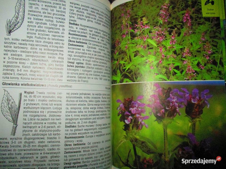 Leksykony przyrodnicze przyroda rośliny zioła Łódź