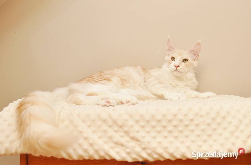 Przepiękny kocurek Maine Coon GOTOWY DO ODBIORU Białystok